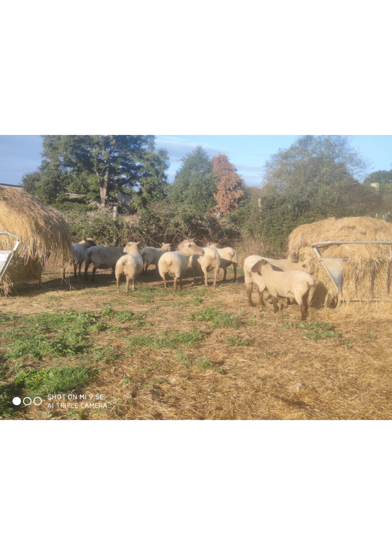 photo 1.gif